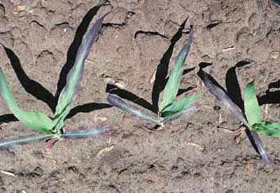 purple-corn.jpg purple-corn.jpg